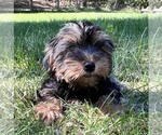 Small Photo #12 Yorkshire Terrier Puppy For Sale in DURHAM, CT, USA