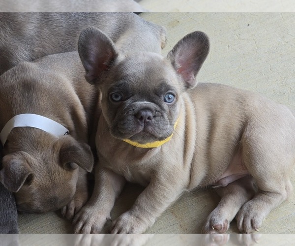Medium Photo #2 French Bulldog Puppy For Sale in GREENEVILLE, TN, USA