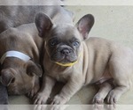 Small #1 French Bulldog