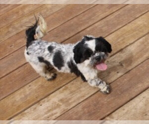 Medium Photo #1 Shih Tzu Puppy For Sale in THAYER, KS, USA
