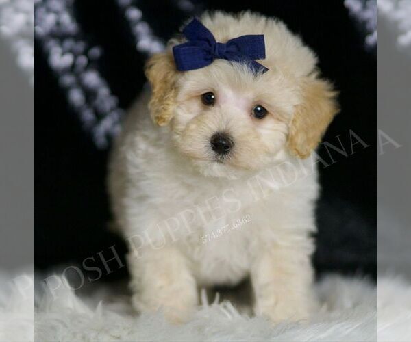 Medium Photo #4 Maltipoo Puppy For Sale in WARSAW, IN, USA