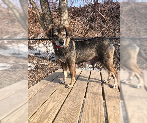 Medium Photo #10 Mutt Puppy For Sale in Elmsford, NY, USA