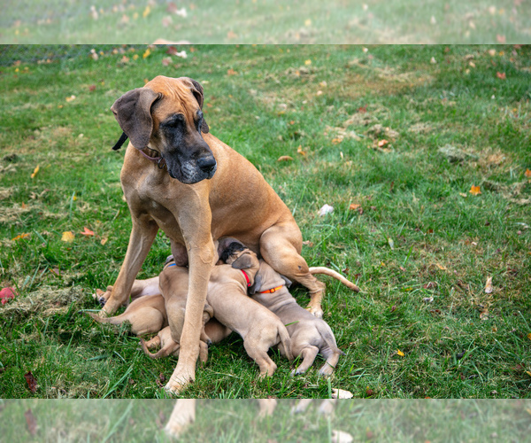 Medium Photo #1 Great Dane Puppy For Sale in MINERVA, OH, USA