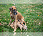 Small Photo #1 Great Dane Puppy For Sale in MINERVA, OH, USA