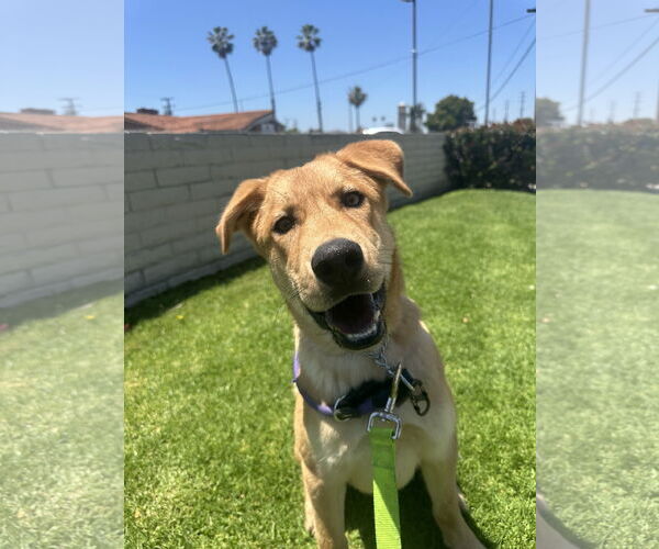 Medium Photo #4 Labrador Retriever-Unknown Mix Puppy For Sale in San Diego, CA, USA