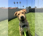Small #3 Labrador Retriever Mix