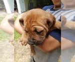Small Photo #6 Cane Corso Puppy For Sale in REDKEY, IN, USA