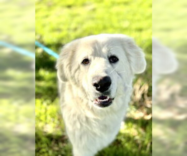 Medium Photo #1 Great Pyrenees Puppy For Sale in Salinas, CA, USA