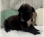 Small #8 Boxer