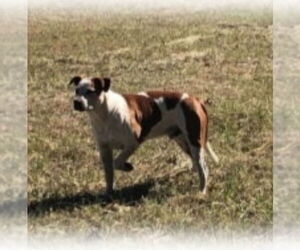 Treasure - Male Boxer-Unknown Mix Dog for Adoption - Photo #2