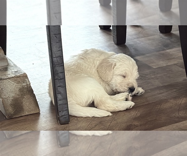 Medium Photo #4 Labradoodle Puppy For Sale in ADGER, AL, USA