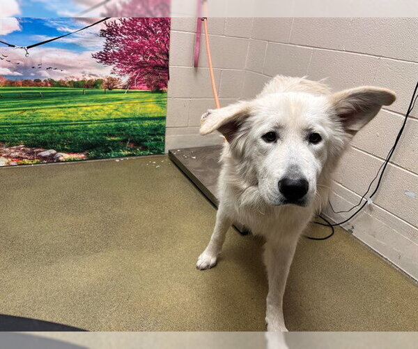 Medium Photo #1 Great Pyrenees-Unknown Mix Puppy For Sale in Moreno Valley, CA, USA