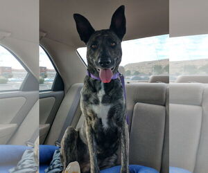 Cleo-Patra-got long term Foster! - Female Holland Shepherd Dog for Adoption - Photo #3