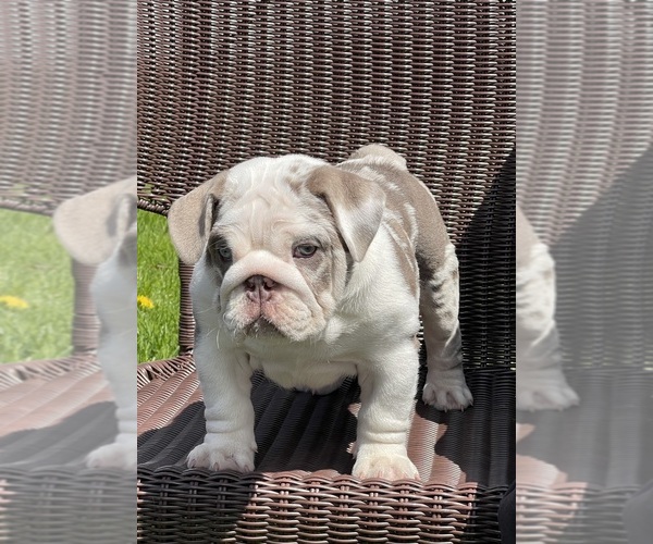 Medium Photo #1 English Bulldog Puppy For Sale in SPENCERPORT, NY, USA