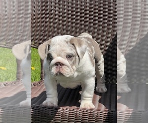 English Bulldog Litter for sale in SPENCERPORT, NY, USA