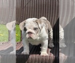 Small English Bulldog
