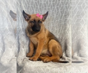 Medium Malinois