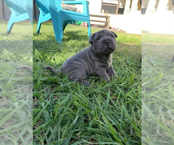 Medium Photo #4 Chinese Shar-Pei Puppy For Sale in MERRITT IS, FL, USA