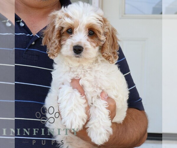 Medium Photo #4 Cavapoo Puppy For Sale in LEOLA, PA, USA