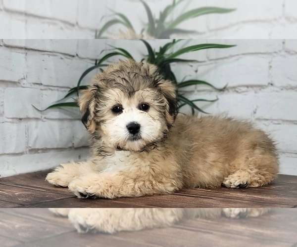 Medium Photo #3 Zuchon Puppy For Sale in MARIETTA, GA, USA
