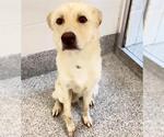 Small #1 Golden Labrador