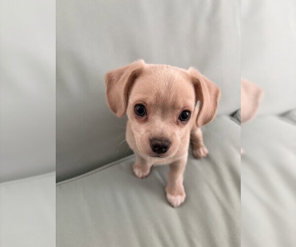 Medium Photo #2 Chihuahua-Unknown Mix Puppy For Sale in Oakhurst, NJ, USA