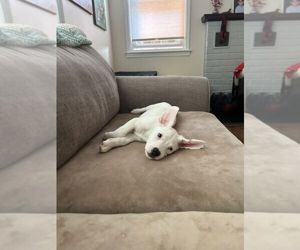 Medium Photo #9 Borador Puppy For Sale in Brewster, NY, USA