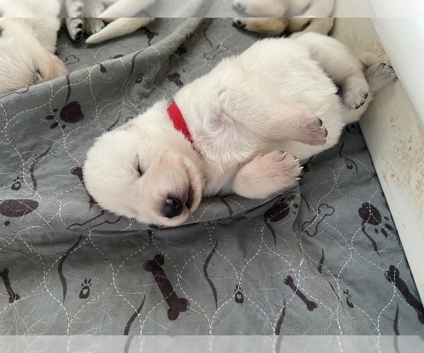 Medium Photo #3 German Shepherd Dog Puppy For Sale in ALACHUA, FL, USA