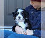 Puppy Haven Makana Bernedoodle