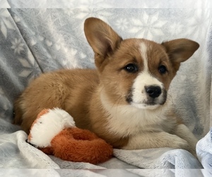 Aussie-Corgi Puppy for sale in COLORADO SPRINGS, CO, USA