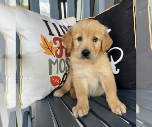 Golden Retriever Puppy for sale in FRANKLIN, IN, USA