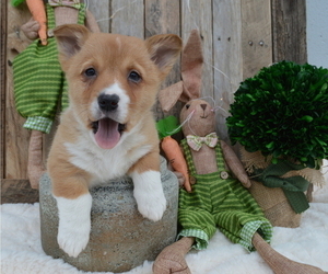 Medium Pembroke Welsh Corgi