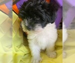 Small Photo #5 Havanese Puppy For Sale in PHOENIX, AZ, USA