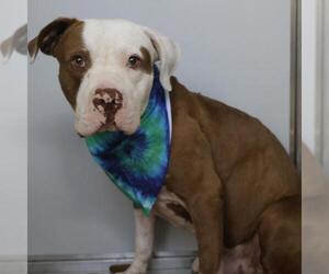 American Staffordshire Terrier-Unknown Mix Dogs for adoption in San Antonio, TX, USA