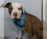 Small American Staffordshire Terrier Mix