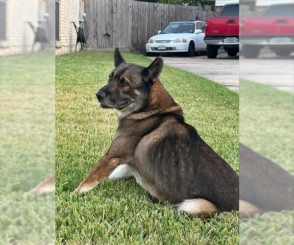 Medium Photo #1 German Shepherd Dog Puppy For Sale in Houston, TX, USA
