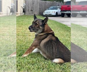 German Shepherd Dog Dogs for adoption in Houston, TX, USA