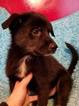 Small Photo #1 Pomsky Puppy For Sale in HENRIETTA, NY, USA