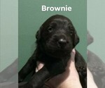 Small Photo #6 Labradoodle-Labrador Retriever Mix Puppy For Sale in MYRTLE BEACH, SC, USA