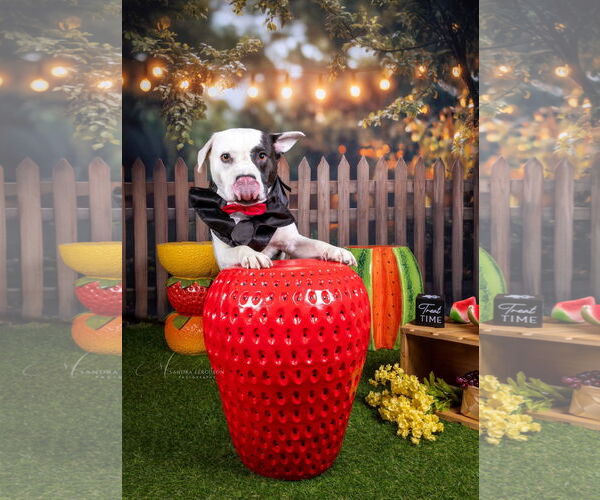 Medium Photo #17 American Pit Bull Terrier-Unknown Mix Puppy For Sale in Munford, TN, USA