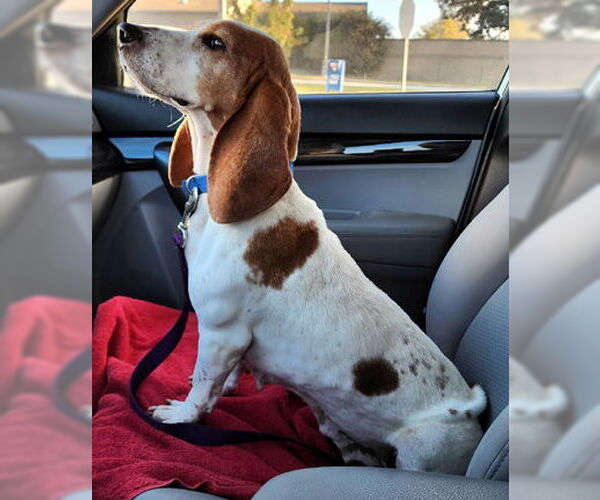 Medium Photo #2 Basset Hound Puppy For Sale in Deepwater, NJ, USA