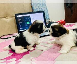 Shih Tzu Puppy for sale in Konnagar, West Bengal, India