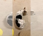 Small Biewer Terrier