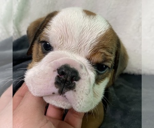 English Bulldog Puppy for sale in JOHNS ISLAND, SC, USA