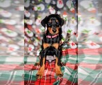 Puppy Pink Female Doberman Pinscher