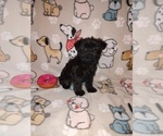 Small #2 YorkiePoo