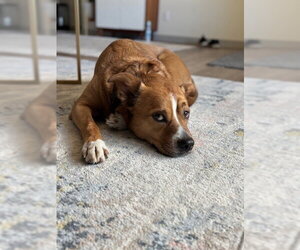 Mutt Dogs for adoption in Aurora, CO, USA