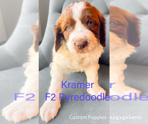 Pyredoodle Puppy for Sale in GEORGETOWN, Texas USA