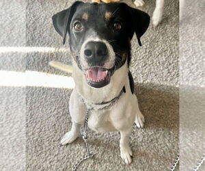 VON - Male German Shorthaired Pointer-Unknown Mix Dog for Adoption - Photo #5