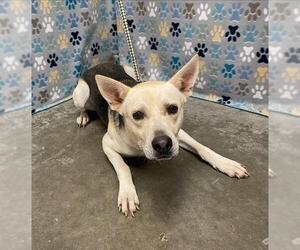 German Shepherd Dog-Unknown Mix Dogs for adoption in Rosenberg, TX, USA